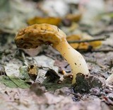 Morchella diminutiva image