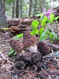 Morchella snyderi image