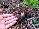 Morchella snyderi image