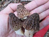 Morchella snyderi image