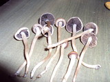 Panaeolus subbalteatus image