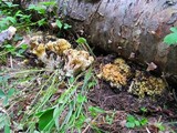 Ramaria rasilispora image