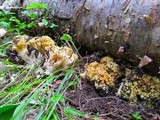 Ramaria rasilispora image