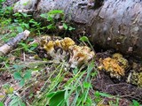 Ramaria rasilispora image