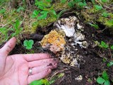 Ramaria rasilispora image