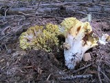 Ramaria rasilispora image