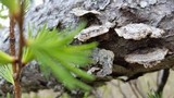 Trichaptum laricinum image