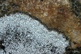 Aspicilia cinerea image