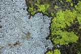 Aspicilia cinerea image