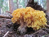 Ramaria rasilispora image