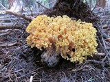 Ramaria rasilispora image