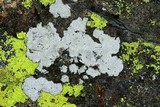 Aspicilia cinerea image