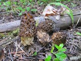 Morchella snyderi image