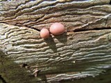 Lycogala epidendrum image