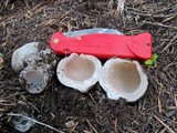 Sarcosphaera coronaria image