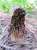 Morchella snyderi image