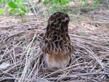 Morchella snyderi image