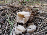 Morchella snyderi image