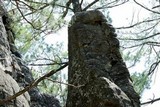 Aspicilia cinerea image