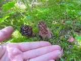 Morchella snyderi image