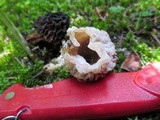 Morchella snyderi image