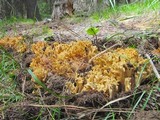 Ramaria rasilispora image