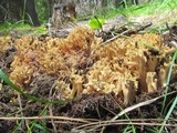 Ramaria rasilispora image