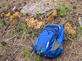 Ramaria rasilispora image