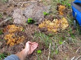 Ramaria rasilispora image