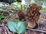 Morchella snyderi image