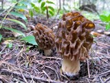 Morchella snyderi image