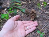 Morchella snyderi image