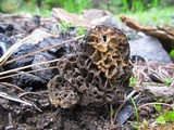 Morchella snyderi image