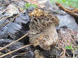 Morchella snyderi image