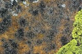 Amandinea punctata image
