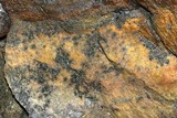 Amandinea punctata image
