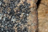 Amandinea punctata image