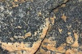 Amandinea punctata image