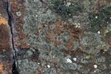 Amandinea punctata image