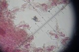 Amanita roseitincta image