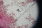 Amanita roseitincta image