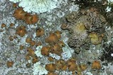 Lasallia papulosa image