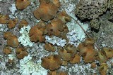 Lasallia papulosa image