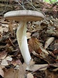 Megacollybia rodmani image