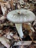 Megacollybia rodmani image