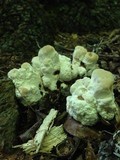 Bondarzewia berkeleyi image