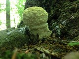 Bondarzewia berkeleyi image