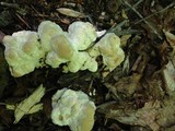 Bondarzewia berkeleyi image