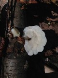 Tyromyces chioneus image