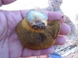 Suillus tomentosus image